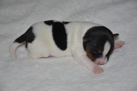 DONATELLO: "ich habe meinen Namen von...???"